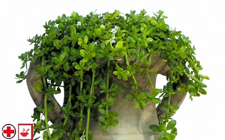 Brahmi – Bacopa Monnieri